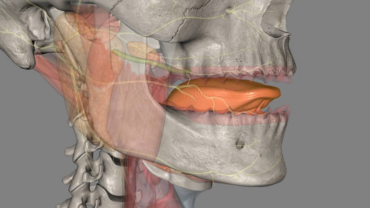 Impact of Mouth Anatomy on Anesthesia